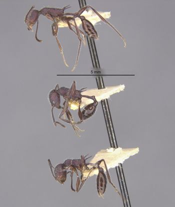 Media type: image;   Entomology 21007 Aspect: halb